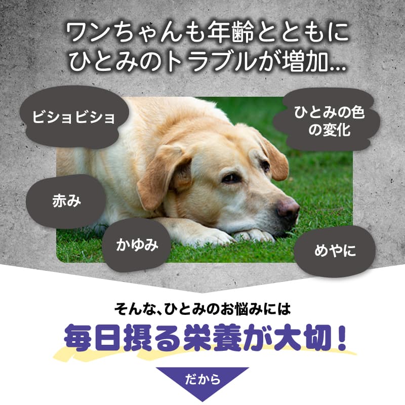 わんちゃんの年齢に伴うひとみのトラブル
