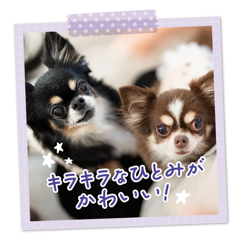 わんちゃんのためのひとみのオールインワンアプリ