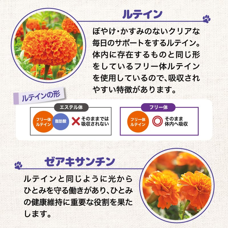 ルテイン、ゼアキサンチン