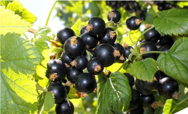 ひとみの健康に良い成分である「アントシアニン」を含むビルベリーに比べ、カシスはビルベリーにはないアントシアニンが2種類も含まれています。