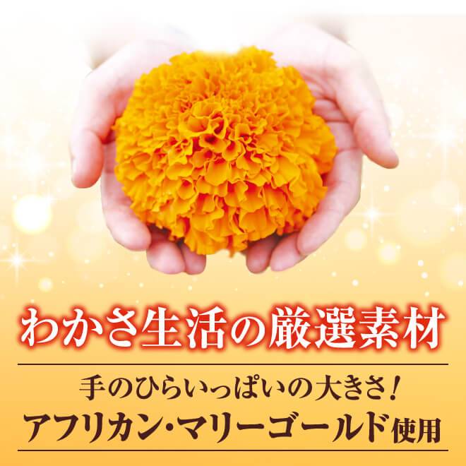 わかさ生活の厳選素材として、手のひらいっぱいのアフリカン・マリーゴールドを使用！