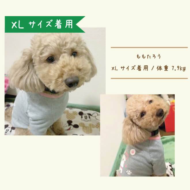 XLサイズ着用のイメージ写真