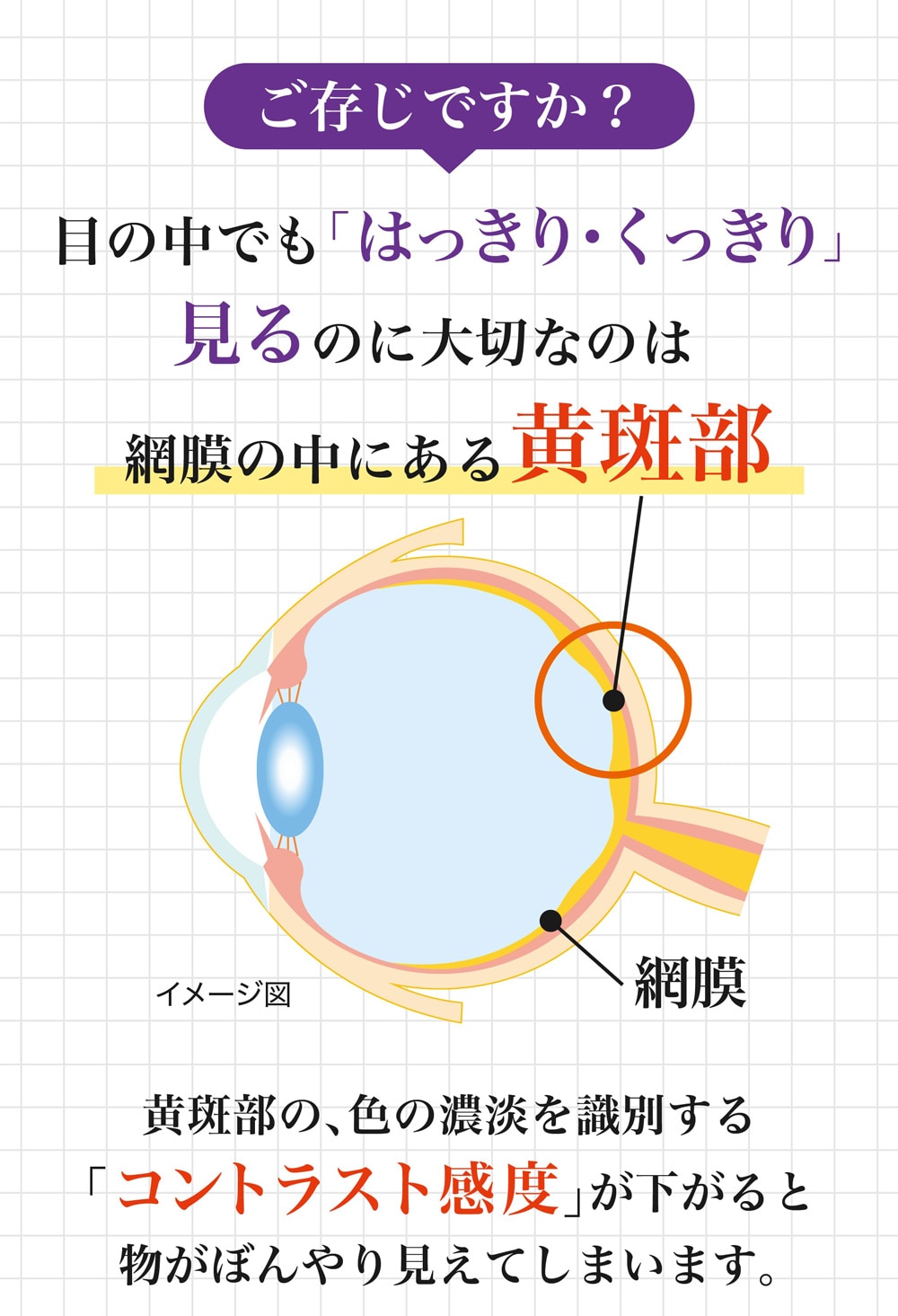 ルテインは体内で生成さｒず、年齢と共に減少してしまうと報告されています