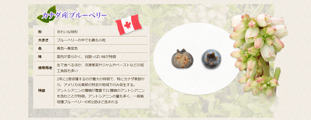 北米のブルーベリーの特徴