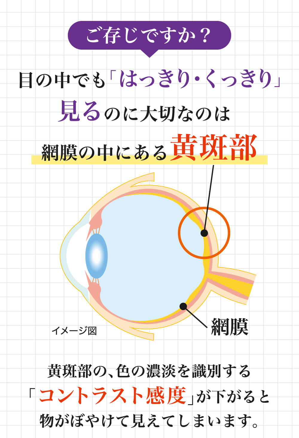 ご存じですか？目の中でも「はっきり・くっきり」見るのに大切なのは網膜の中にある黄斑部