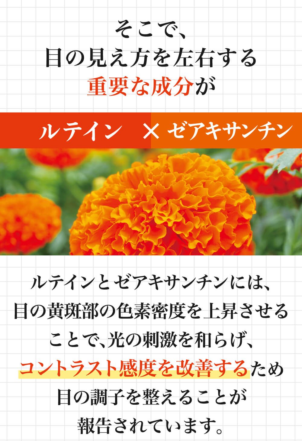 そこで、目の見え方を左右する重要な成分がルテインとゼアキサンチン