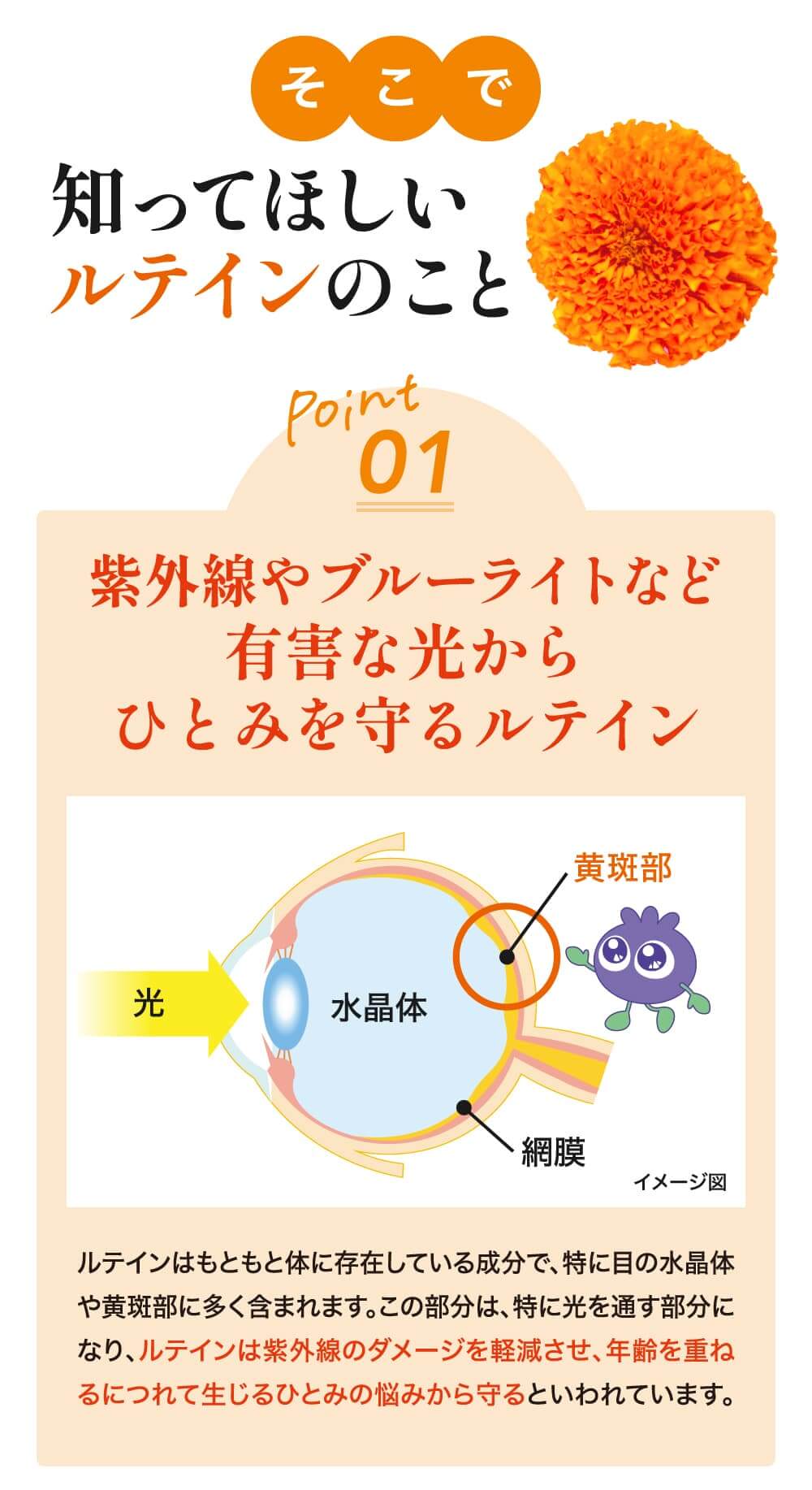 そこで、知ってほしいルテインのこと