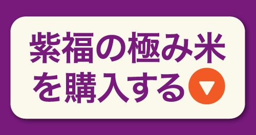 もちもち食感が美味しい！宮崎県産の紫福の極み米