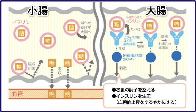 機能性表示成分イヌリンの腸内での働き