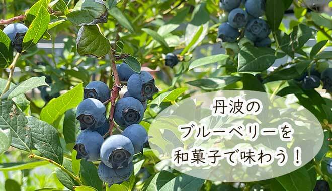 丹波ブルーベリー農園の画像