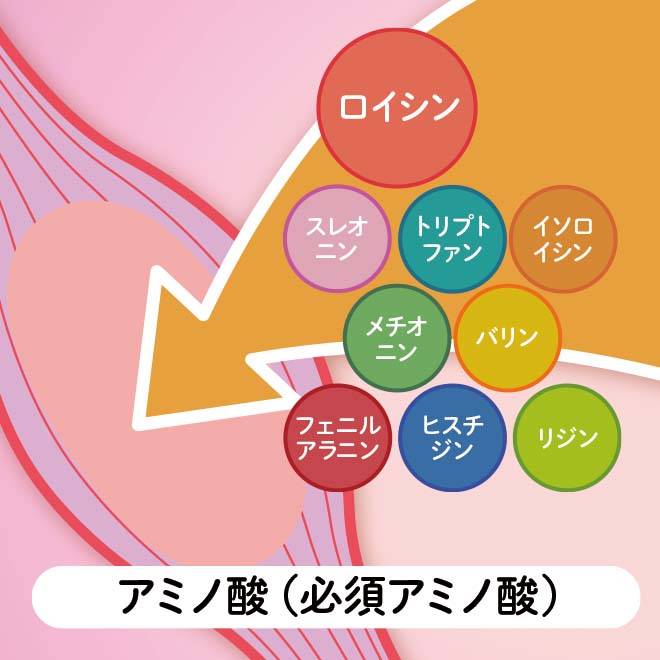 必須アミノ酸、ロイシン、スレオニン、トリプトファン、イソロイシン、メチオニン、バリン、フェニルアラニン、ヒスチジン、リジン