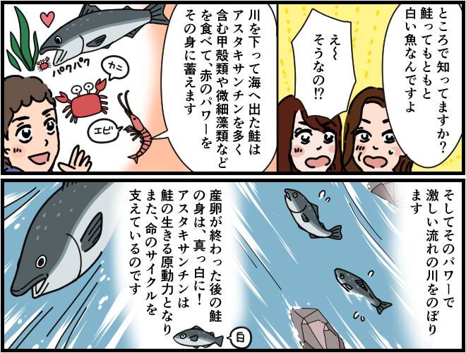 マンガ第3部始め:鮭はアスタキサンチンを多く含む甲殻類や微細藻類を食べることで力強く川を上ることができる。