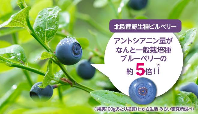 アントシアニンたっぷりのビルベリー果実