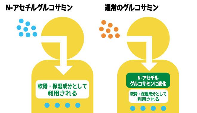 N-アセチルグルコサミンが体内にもたらす働き