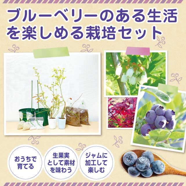 ブルーベリー栽培セットの内容と苗木のブルーベリー