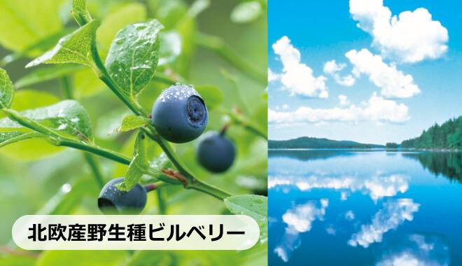 ブルーベリー黒酢の原材料であるビルべりの故郷になる北欧産野生種ビルベリーと北欧の湖の画像