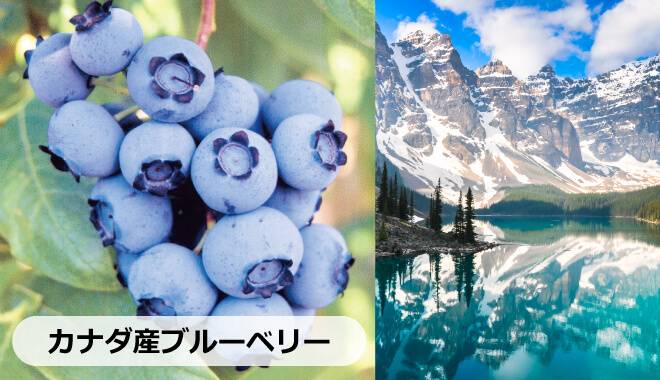 ブルーベリー黒酢の原材料であるカナダ産ブルーベリーの写真とカナダの湖と山の画像