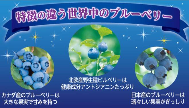 品質の良いブルーベリーが木になっている画像