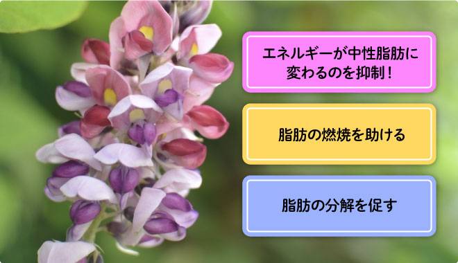 モノグルコシルヘスペリジンが体温維持の機能があることを示すグラフ