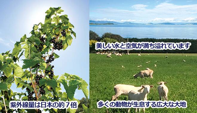 紫外線量が日本の約7倍もあり、美しい水と空気に満ち溢れ多くの動物が生息するニュージーランドの広大な大地