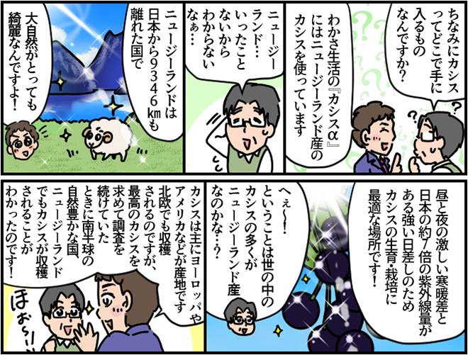マンガ第2部始め:寒暖差と紫外線量が日本よりも7倍の多いニュージーランドのカシスを使用。ほかの国でも収穫できるが、ニュージーランド産が最高品質。マンガ第2部終わり