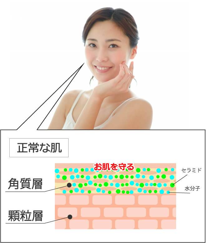 正常な肌の仕組みとセラミドの役割