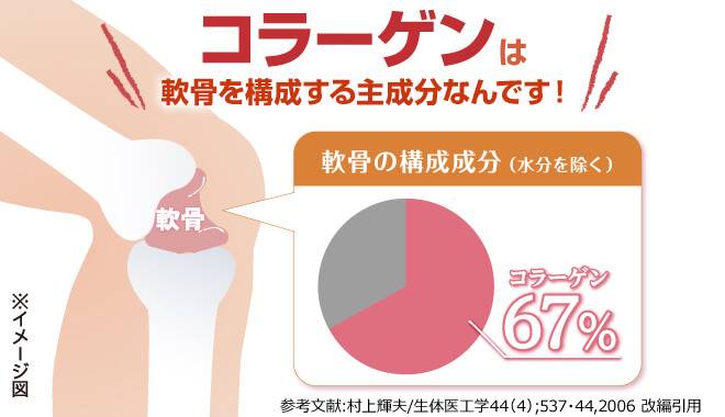 コラーゲンは軟骨を構成する主成分なんです