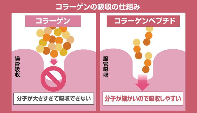 コラーゲンの呼吸の仕組み