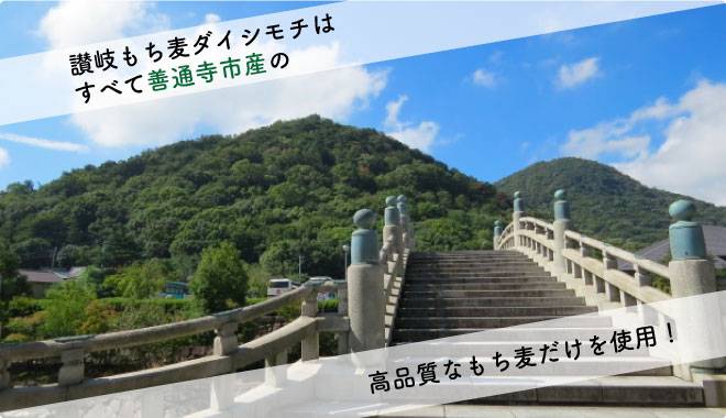 讃岐もち麦ダイシモチはすべて善通寺市産の高品質なもち麦だけを使用