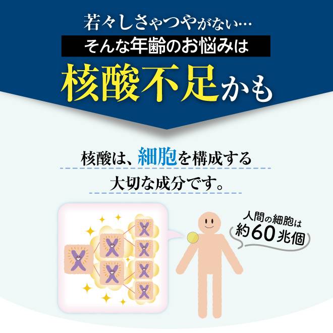 核酸は体内でつくられる量が年齢を重ねるごとに減少してしまうが、核酸を食品で摂ろうとすると、白子やレバーなど毎日食べづらい食品が多いので、サポ裏面とで効率よく摂取することが必要。