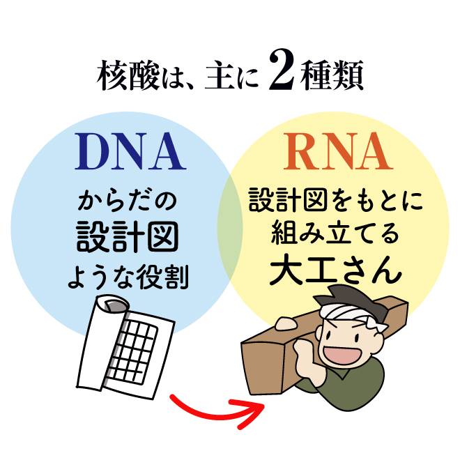 『DNA核酸』は、核酸をはじめ、RNA核酸、コエンザイムQ10、α-リポ酸、葉酸、ビタミンB1、ビタミンB2、ビタミンB6、ビタミンB12という相性の良い9つの成分をぎゅっと凝縮