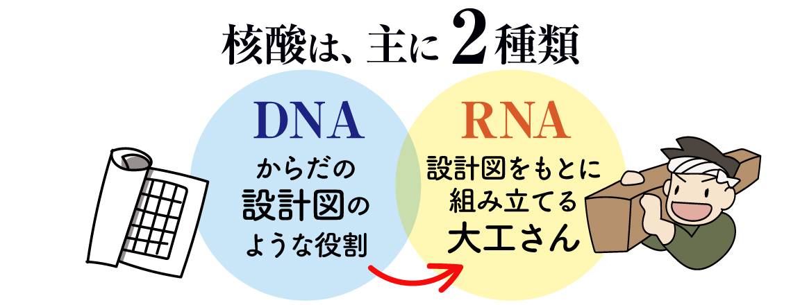 核酸は主に2種類。DNAからだをつくる設計図のような役割、RNA設計図をもとに組み立てる大工さんの役割があります