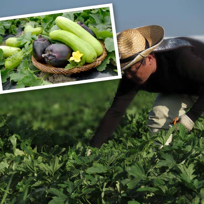 野菜を収穫する農家の画像