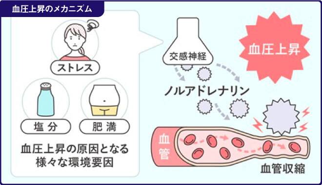 血圧上昇の原因となる環境要因と血圧上昇のメカニズムの図