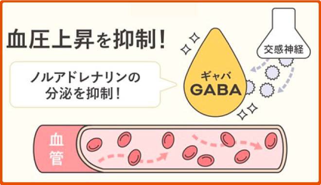 GABAが血圧上昇を抑制している図