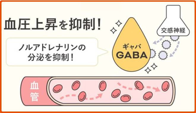 GABAが血圧上昇を抑制している図