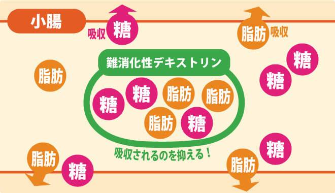難消化性の腸内の働き