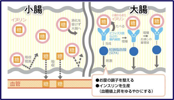 機能性表示成分イヌリンの腸内での働き