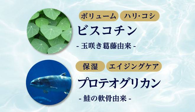 ビスコチンとプロテオグリカンの画像