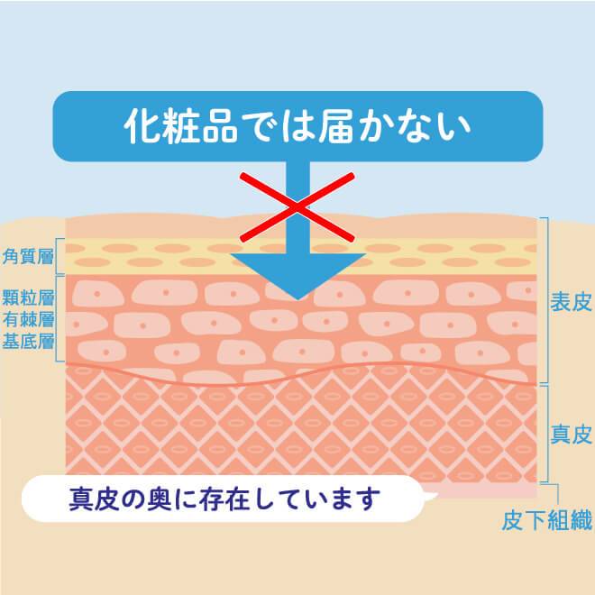 化粧品では届かない表皮や真皮のさらに奥に存在しているため、肌の内側から潤いを与えることが大切なヒアルロン酸