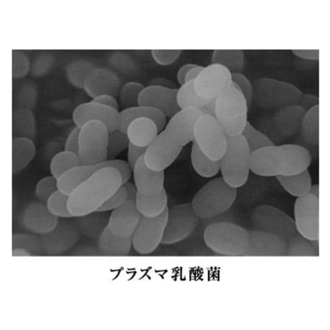 プラズマ乳酸菌の画像