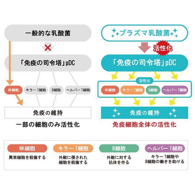プラズマ乳酸菌が健康な人の免疫の維持をサポートするメカニズムを表した図