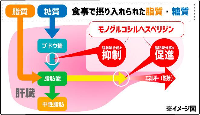 体内でのモノグルコシルヘスペリジンの働き方を説明した図