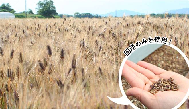 辺り一面のもち麦の稲穂の画像