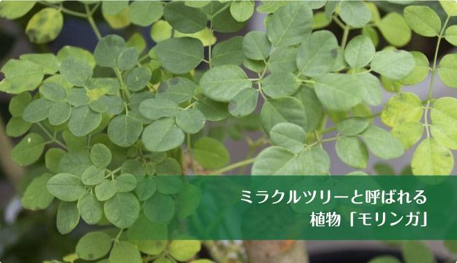 ミラクルツリーと呼ばれる植物「モリンガ」