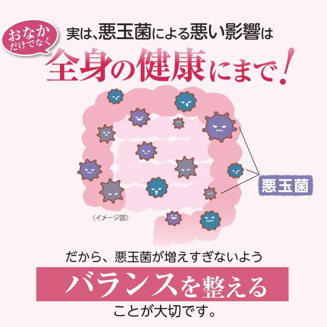ビフィズス菌BB-12、ナノ乳酸菌、ラブレ菌、フェカリス菌の4種類の乳酸菌を贅沢配合。2粒でヨーグルト約10食分の乳酸菌で腸活をサポート