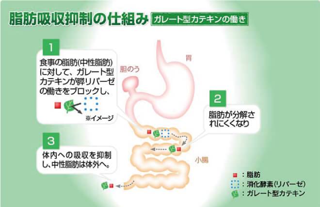 「ガレート型カテキン」の
脂肪吸収抑制のメカニズム図