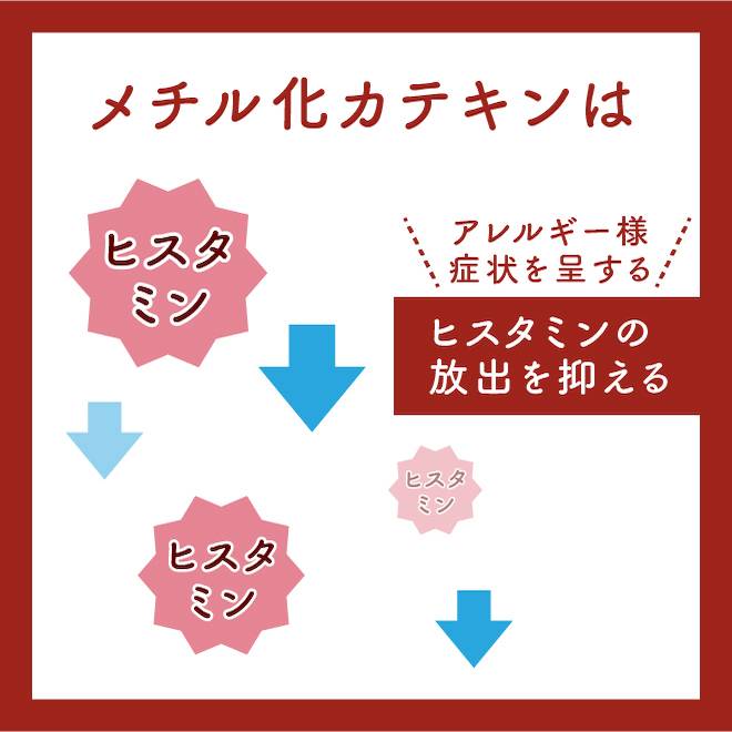 メチル化カテキンは茶に多く含まれるカテキンからできる成分です。