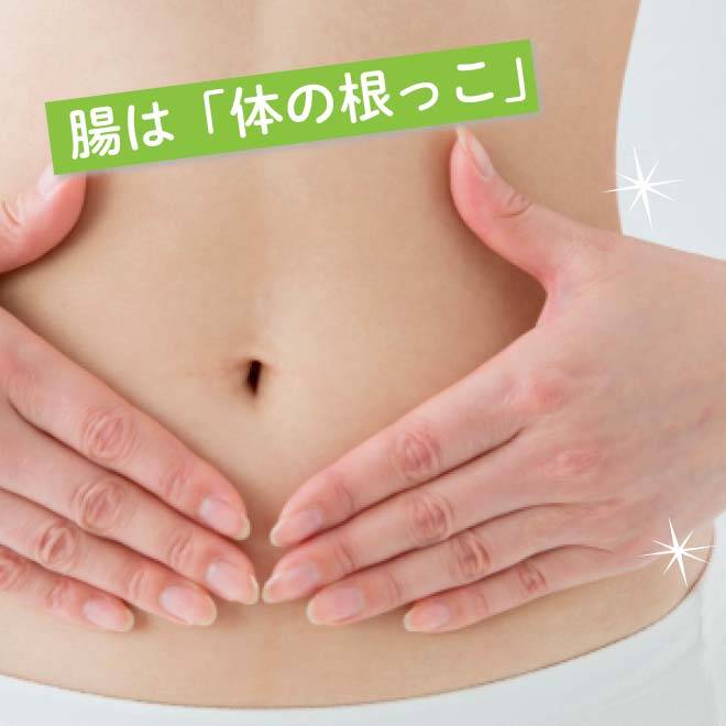 腸は体の根っこです