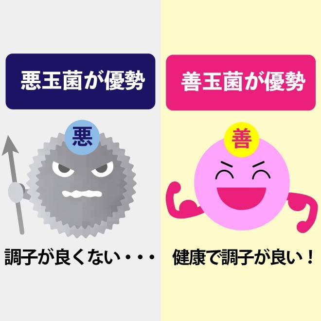 腸の中で悪玉菌が優勢の場合調子が良くなく善玉菌が優勢の場合は健康で調子が良い